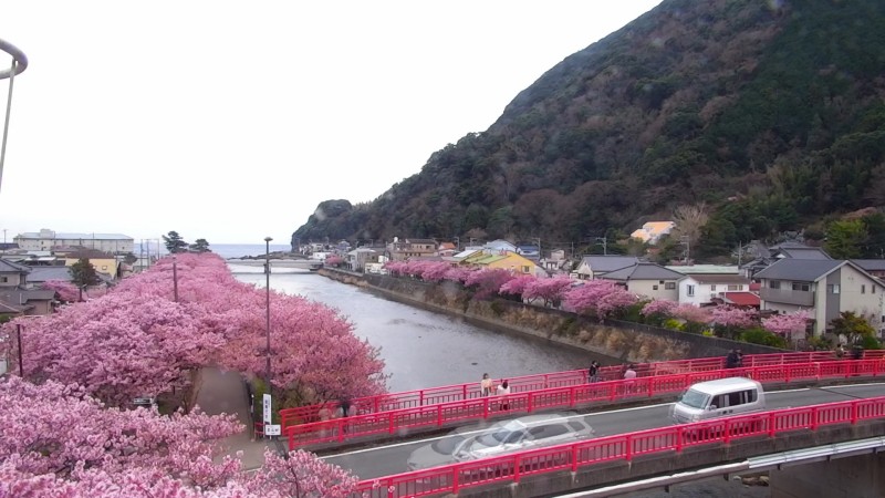 日本全國各地櫻花實況直播