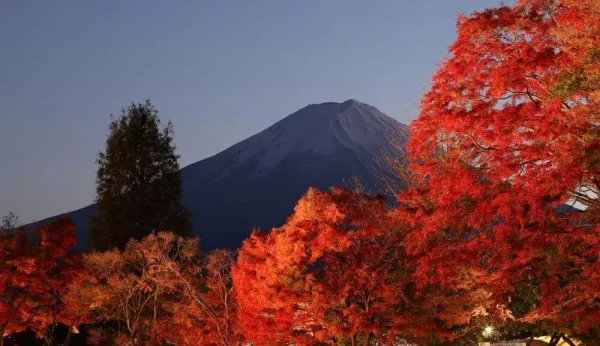 紅葉隧道的絕景，可欣賞富士山和紅葉