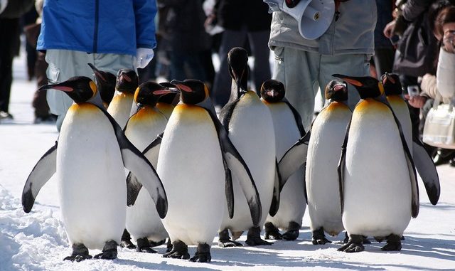 日本最北端的“旭山動物園”，享受北海道最可愛的冬季魅力！