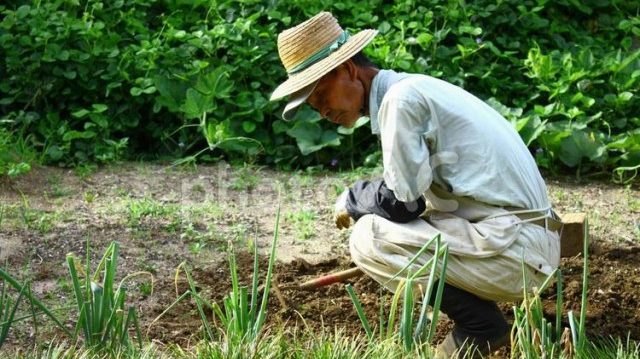 Three Times The National Average in Japan, Why Has Kyoto's "Kyotango City" Become A City of Longevity?