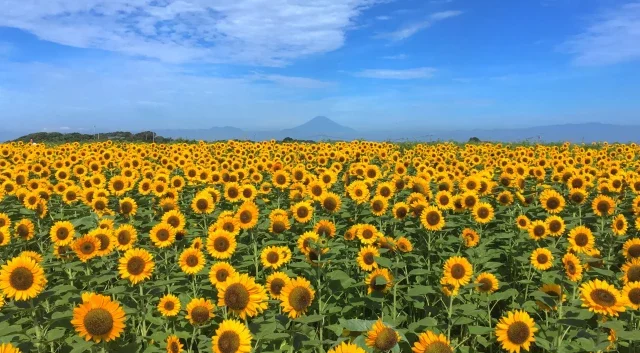 距東京1小時車程的小型度假村！三浦半島15個推薦的旅遊和美食景點