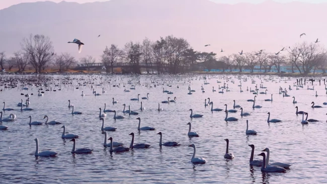 niigata tourist spot winter