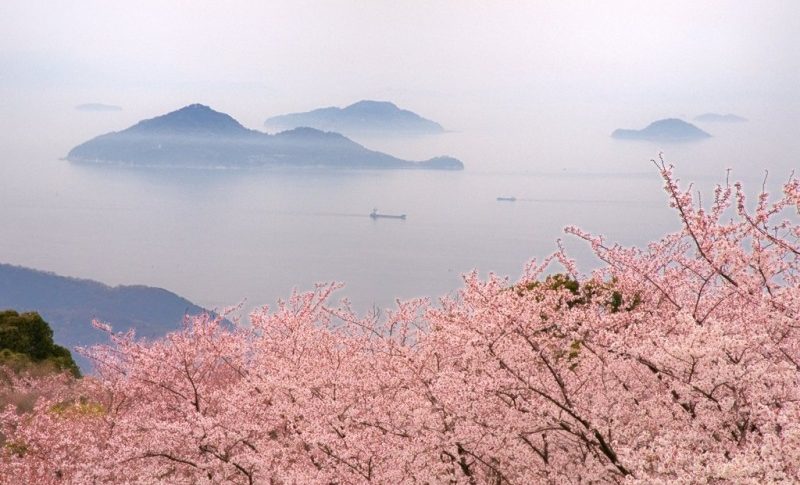 香川縣六處賞櫻勝地，您不想錯過的壯觀景色！