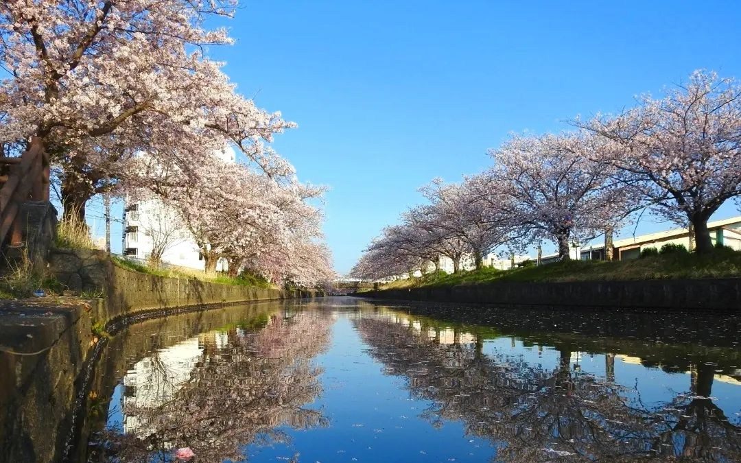 The 11 Renowned Cherry Blossom Viewing Spots In Ibaraki Prefecture Recommended By Locals!