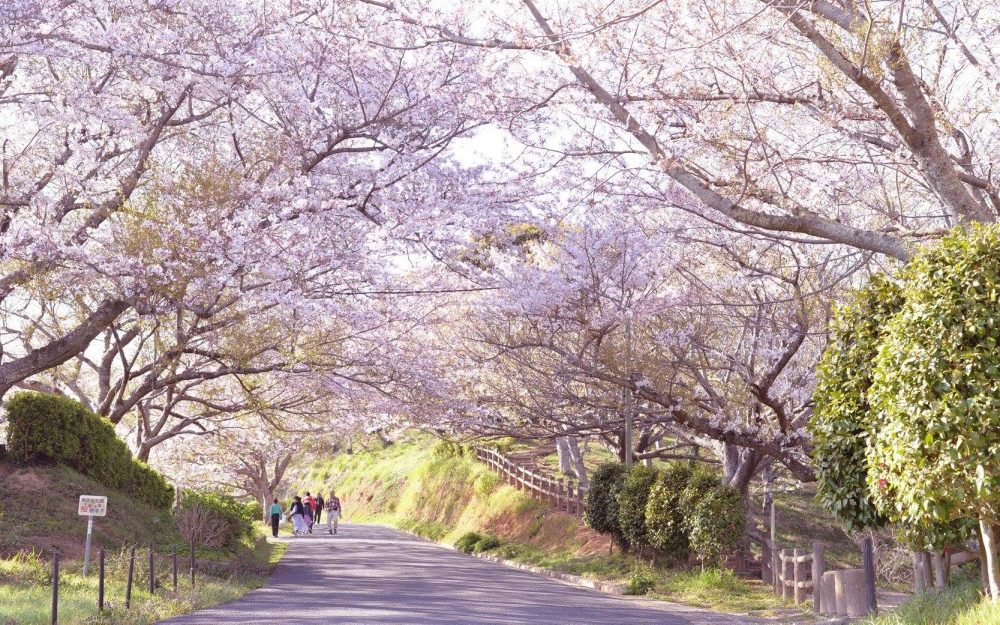 最常见的地方有三万棵树！日本著名赏樱胜地排名