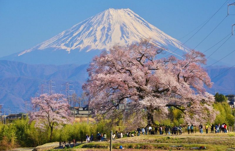 一個孤獨的壯觀景色！日本十大「獨櫻」，美得不凡