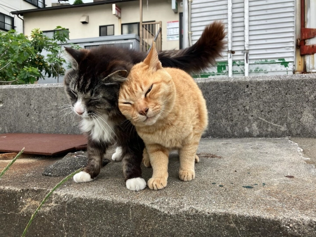 1748307118 ogijima sakurakai 500673877 18058937990470368 504482089123264751 n