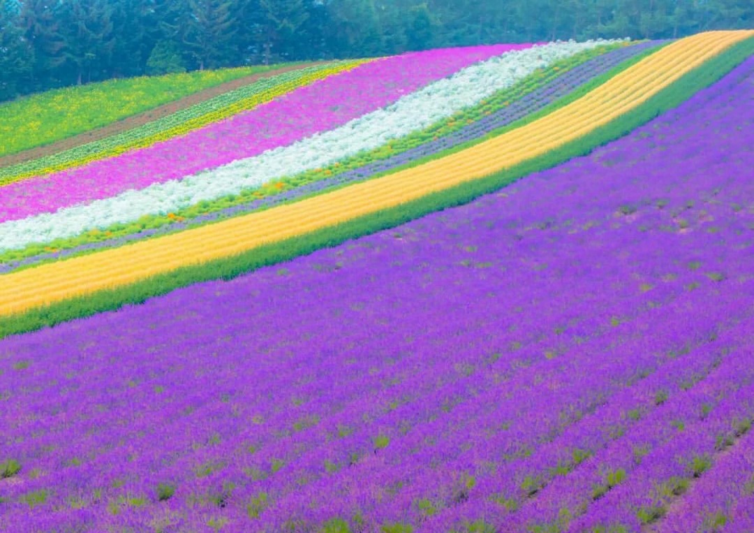 1752193834 hokkaido lovers 457374729 535318165727566 1984032499955904474 n