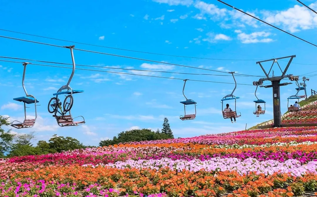 Not Just Nagoya! 9 Relaxing and Healing Travel Spots in Aichi: Lighthouses, Moss Phlox, Autumn Leaves, Waterfalls…