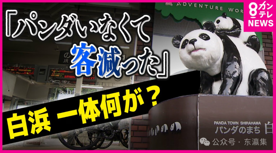 熊貓歸還中國後,和歌山白浜遊客銳減1萬人!商家面臨倒閉潮